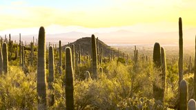 Golden Light Over Forest of Saguaro Cactus At Sunset in the Sonoran desert - Powered by Shutterstock - Get 15% off with code: PIKWIZARD15