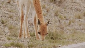 Telephoto Footage of Vicunas Feeding on a Hill - Spectacular 2.5K Wildlife Stock Video
