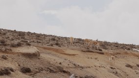 Telephoto Footage of Vicunas Feeding on a Hill - Spectacular 4K Wildlife Stock Video