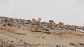 Telephoto Footage of Vicunas Feeding on a Hill - Spectacular 4K Wildlife Stock Video