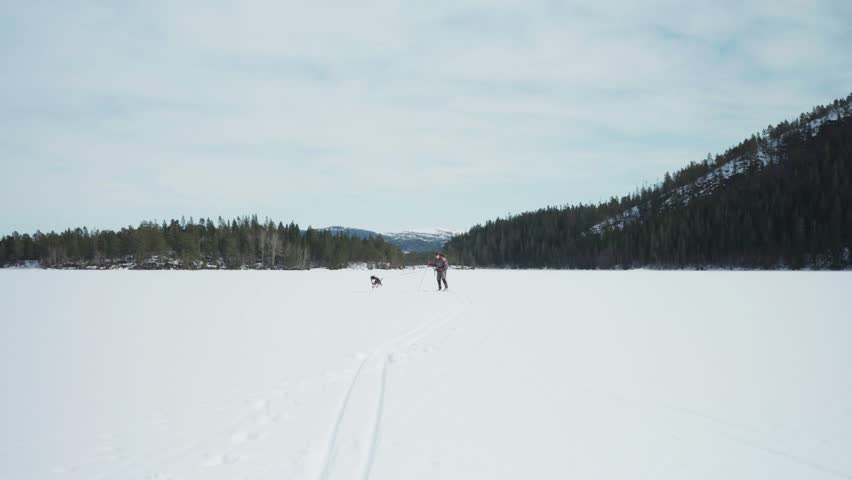 Norwegian Man Skiing On Snowy Landscape With Alaskan Malamute Dog During Easter Holiday In Norway. wide