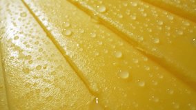 Using a probe lens, a macro video explores the captivating world of water droplets on cheese slices. Each droplet glistens, creating a stunning contrast against the textured cheese. Macro dolly shot
