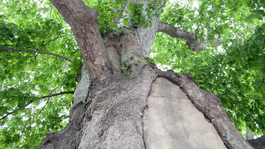 century old sycamore tree in nature
