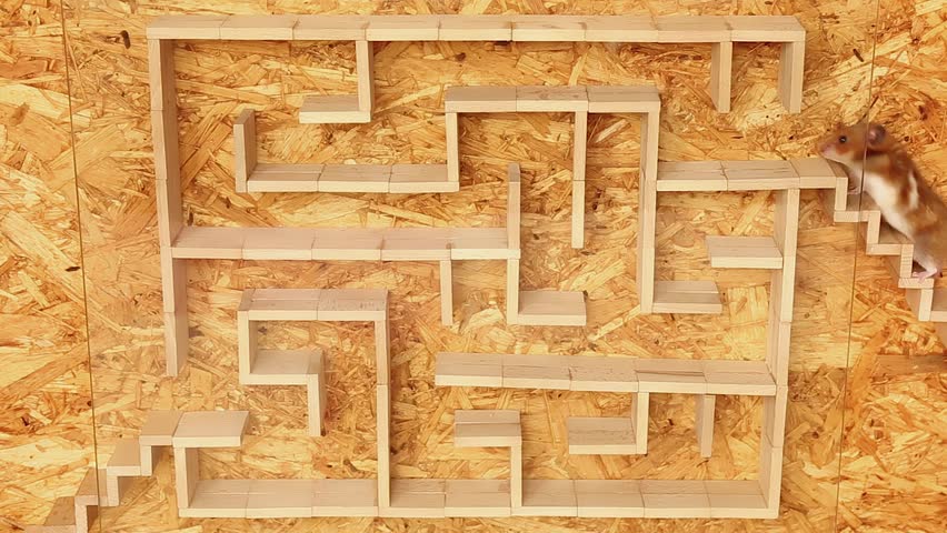 The hamster climbs the steps into the maze. The hamster quickly and deftly runs through the maze through its corridors. The pet is being tested