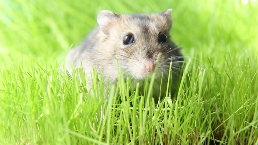 A hamster is sitting on the fresh green grass of the lawn. Hamster in nature washes. A pet in its natural habitat. | Shutterstock HD Video #1104417643