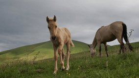 A small ginger foal and his mother an adult mare grazing on a green meadow in the mountains eat juicy green grass walking freely on a lawn without a leash. Grazing rural animals. The foal looks - Powered by Shutterstock - Get 15% off with code: PIKWIZARD15