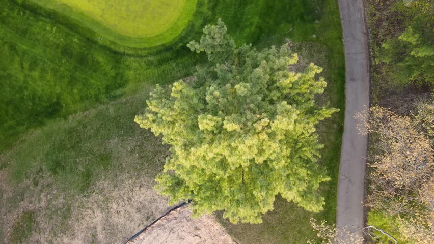 Rotation around the top of a White Pine in Spring.