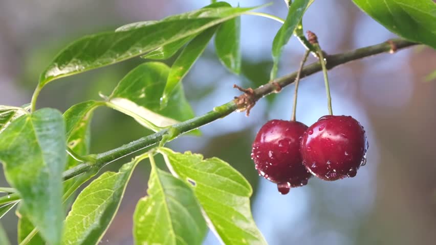 Two red cherry berries hang on a branch. Wet cherries from the rain.  Royalty-Free Stock Footage #1104419377