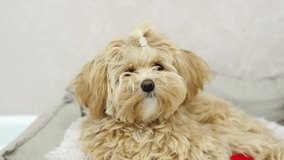 Portrait of a cute funny puppy - purebred maltipoo looking at the camera on a beige background at home. A small feeding dog lies in its place. cute puppy gift for baby