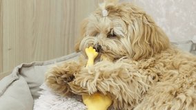 Golden shaggy puppy plays with a rubber toy. The dog sharpens its teeth. Cute purebred dog at home. Rubber dog toy chicken