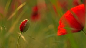 Poppy plants landscape video. 4K close up view with a blooming red poppy flower in a meadow field. 