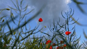4K wide angle video with some red poppy flowers against cloudy sky landscape