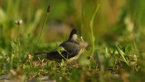 4K close up video with a titmouse chick in the grass. 4k common birds video.