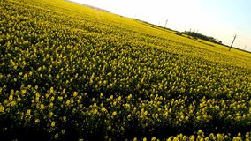 Drone aerial video of a big canola  turnip flowers field