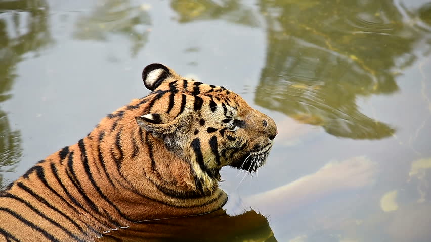 Top view of wet tiger in the water,one of the biggest wild cats alive today lying with his foot in the water, observing natural environment, wild animals in nature concept. | Shutterstock HD Video #1104425581