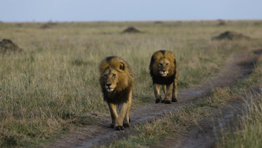 Lions in the wild, two male lions wandering through savanna landscape, wild animals in natural environment concept. | Shutterstock HD Video #1104425885