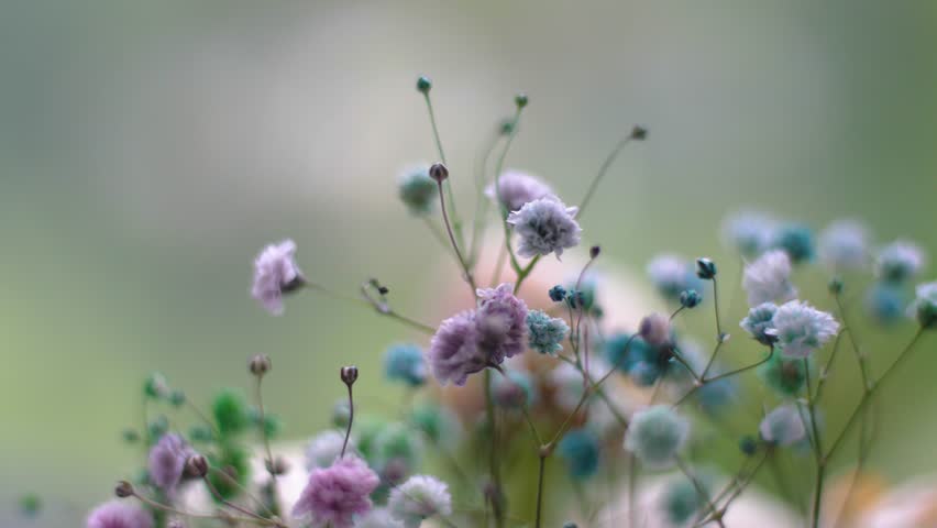 Shallow depth of field of Multi colored gypsophila flowers close-up macro, 4k Royalty-Free Stock Footage #1104427675