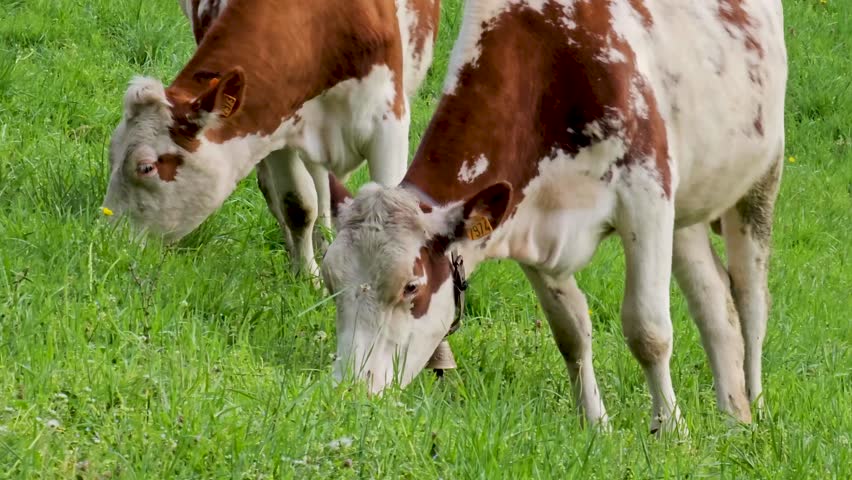 Close-up of cows grazing in the meadow on a summer sunny day. | Shutterstock HD Video #1104430295