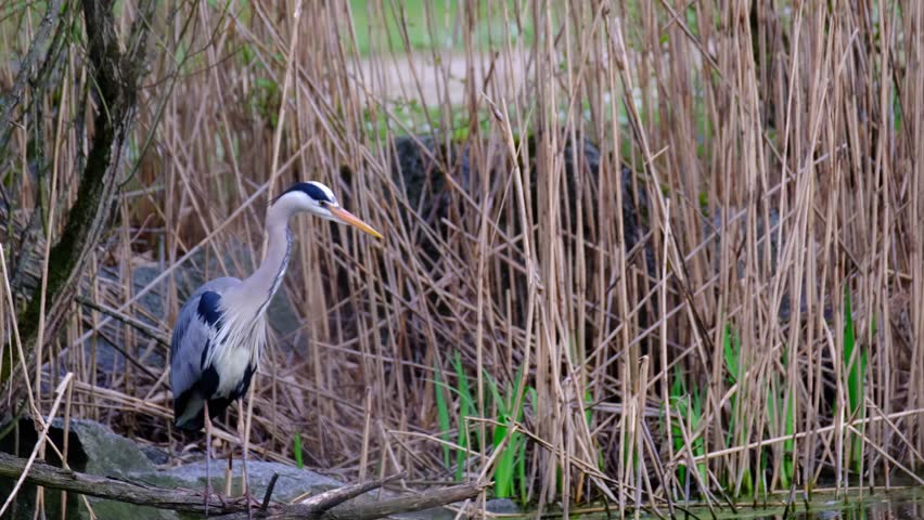 gray heront, Ardea cinerea, massive long-legged wading bird with long neck, stalking prey in water, hunting frogs in thicket, migration of birds of family Ciconiiformes, wildlife protection