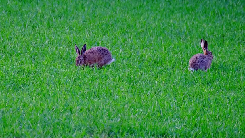 fluffy animals grazing on green lawn, mammal hare of lagomorph order, Lepus europaeus eats grass, young wheat plants, harming agriculture, winter crops, valuable game animals, sport hunting Royalty-Free Stock Footage #1104431947