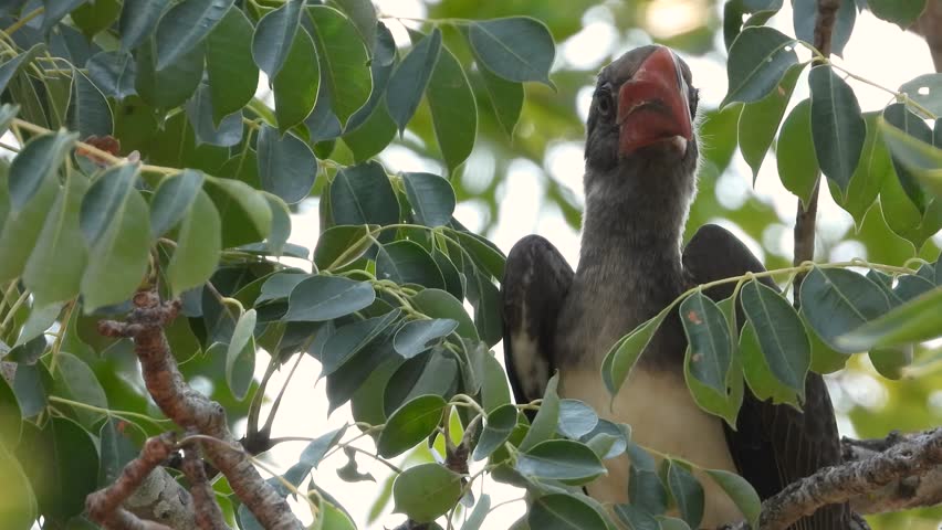 Rynchops flavirostris captured from below while sitting on some tree branches until it took off of frame 
