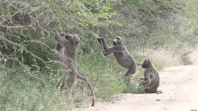 Chacma baboons caught on video while picking food off of the tree branches while one of them is sitting down
