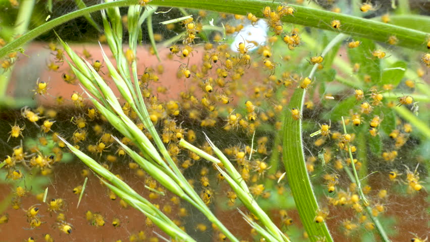 European garden spider babies. Cluster of baby spiders, European Garden Spider Araneus Diadematus, Cross spider younglings. 