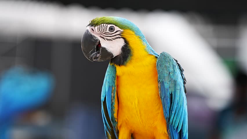 Close up Blue and yellow macaw with soft background. | Shutterstock HD Video #1104433441