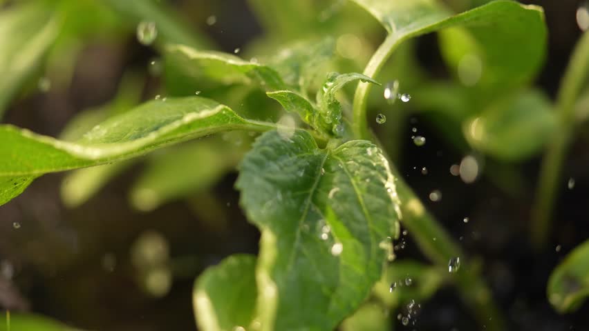 agriculture irrigation. green sunflower plant irrigation water drops. agriculture business concept. crop sunflower plant sprinkled with water sunset farm. irrigation plantation sprouts green plant Royalty-Free Stock Footage #1104434789