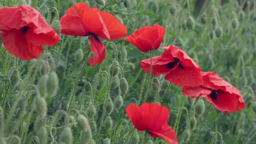 Red poppies close-up in green grass. Wildflowers | Shutterstock HD Video #1104434823