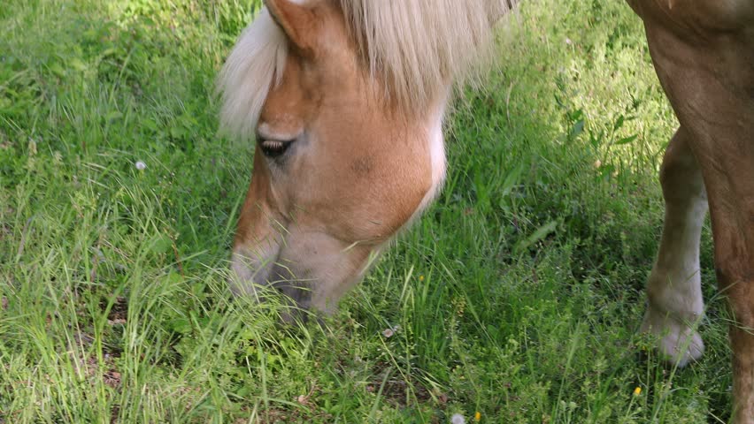 Close-up head of Brown horse and foal grazing in the green meadow. Horses of the Halfinger used for agricultural work | Shutterstock HD Video #1104434829