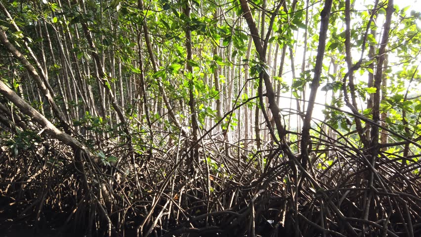 Sunlight Comes Through Mangrove Forest Roots, Tangles and Swamp, Scenic Light, Green Beautiful Leaves from in Conservation Ecosystem, Indonesia Southeast Asia, Bali