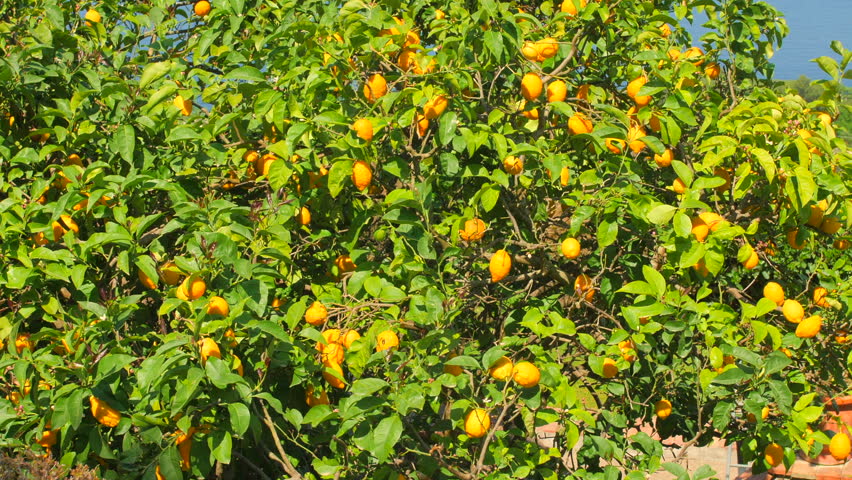 Lush Lemon Tree Growing On The Island Of Capri On Sunny Day In Italy Royalty-Free Stock Footage #1104437803