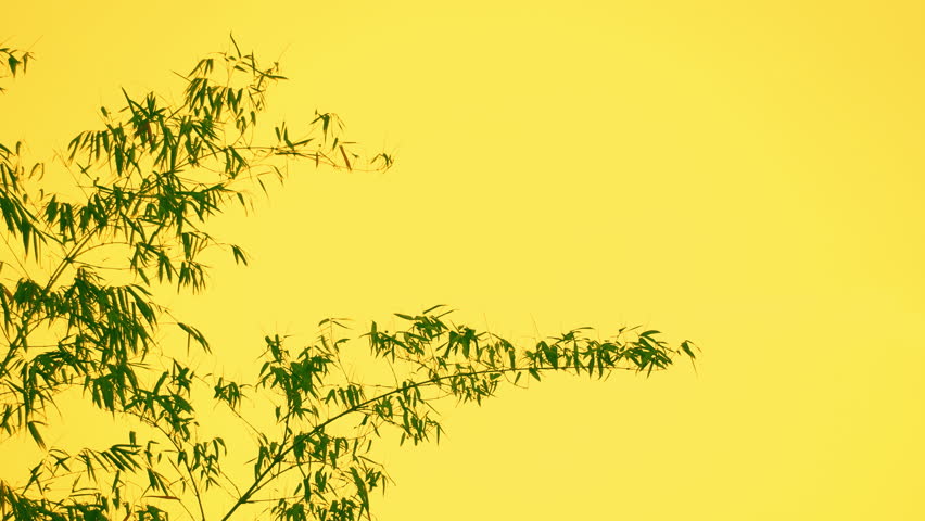 Bamboo motion on windy of sky background