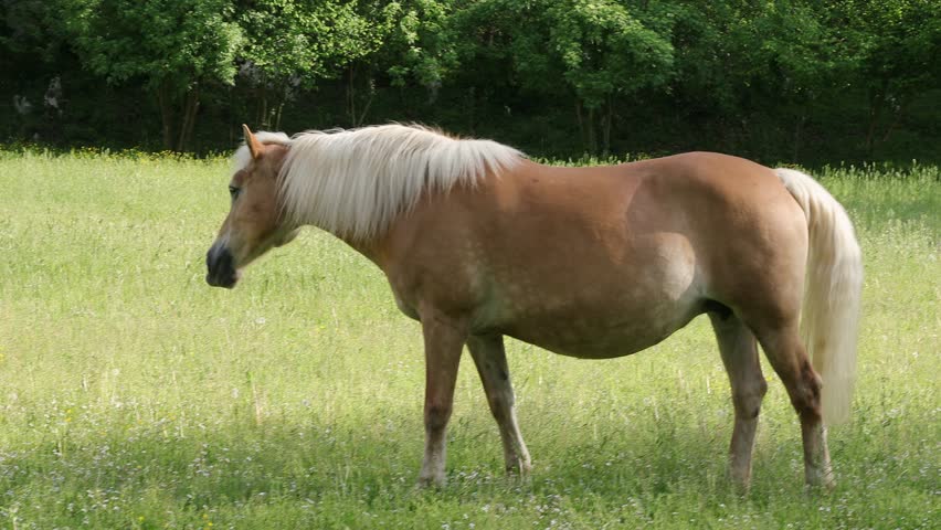Brown horse and foal grazing in the green meadow on a sunny day. Horses of the Halfinger used for agricultural work | Shutterstock HD Video #1104439957