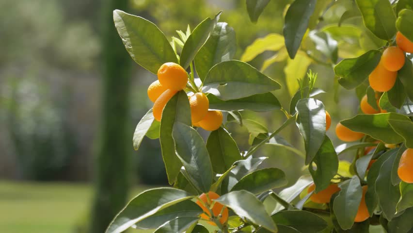 In the lush green garden, adorned with grass and bushes, a vibrant kumquat tree thrives, bearing bright orange fruits.
 Royalty-Free Stock Footage #1104440213