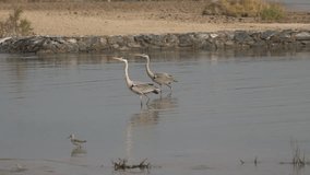 A pair of Grey heron (Ardea cinerea), doing a synchronized walk in the shallow waters of the lake at Ras al khor wildlife sanctuary in Dubai, United Arab Emirates. Slow motion HD video.