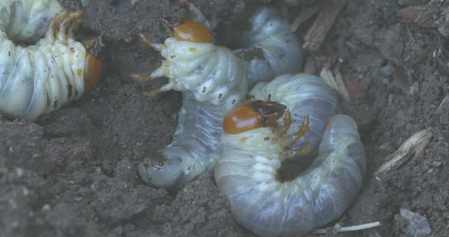 STAG-BEETLE-LARVAE Footage, Videos and Clips in HD and 4K - Avopix.com