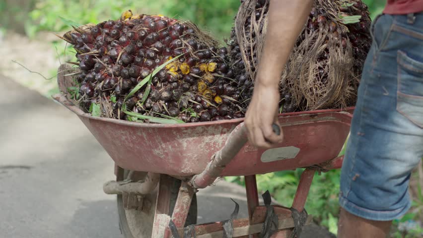 A man transports harvested palm oil Royalty-Free Stock Footage #1104448685