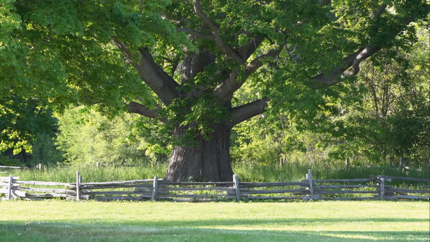 Great White Oak Tree, aka Heritage Oak Tree and Wise Old Oak Tree in Bronte Creek Provincial Park in Ontario, is a landmark in the park. It is believed to be germinated in 1865