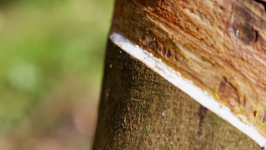 Close-up shot of the spiral incision on a rubber tree with white latex sap dripping during daytime in Thailand Royalty-Free Stock Footage #1104451473