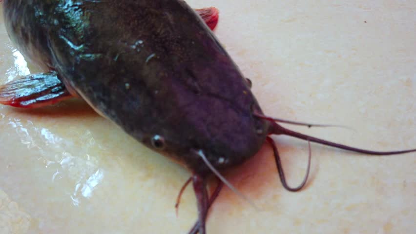 Big hybrid thai magur clarias catfish farming in Asia | Shutterstock HD Video #1104452019