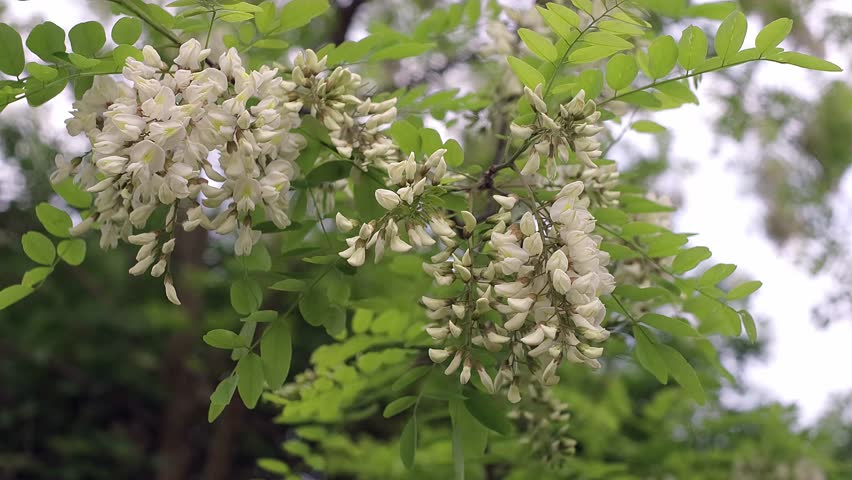 Acacia blooms in spring. The wind sways flowering branches of acacia. Blooming acacia close up. Royalty-Free Stock Footage #1104456093
