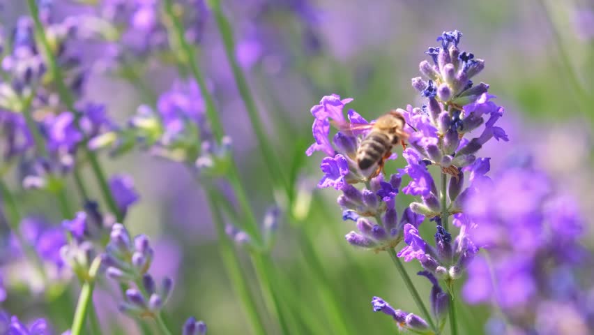 Spring lavender flowers under sunlight. Bees pollinate flowers and collect pollen. Lavender honey. Beautiful landscape of nature with a panoramic view. Hi spring. long banner Royalty-Free Stock Footage #1104456951