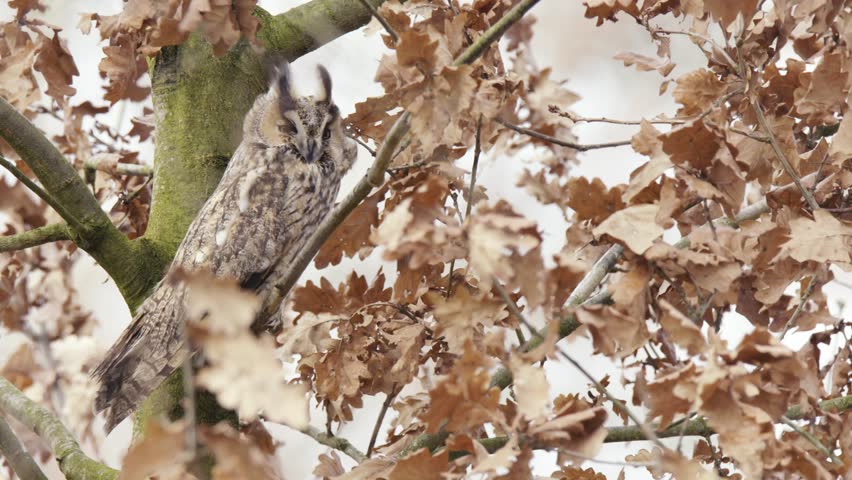 Long Eared Owl perched on branch between brown waving leaves of tree in autumn - close up Royalty-Free Stock Footage #1104458527