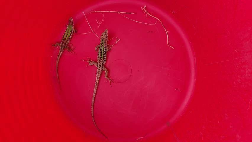 Couple of wild lizards, man and female,  italian european lizards | Shutterstock HD Video #1104459713