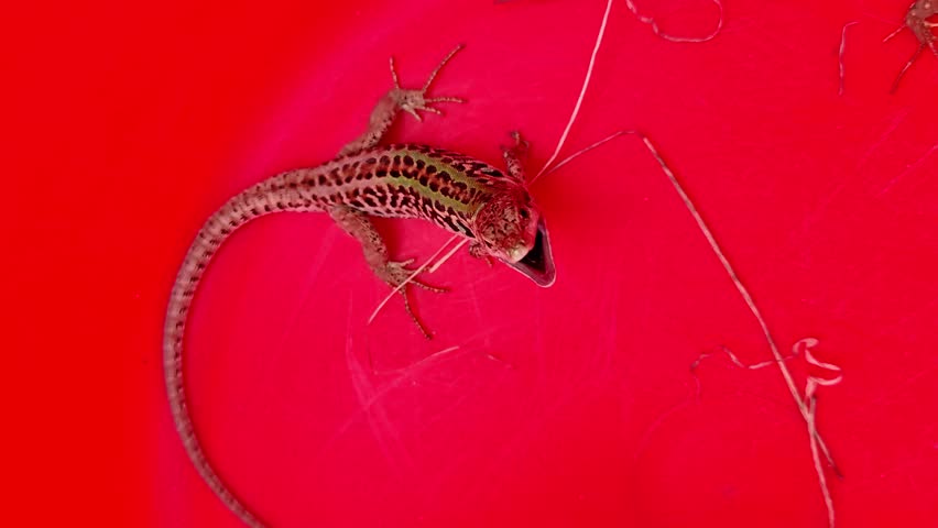 European Lizard biting your finger, aggressive male lizard | Shutterstock HD Video #1104459741