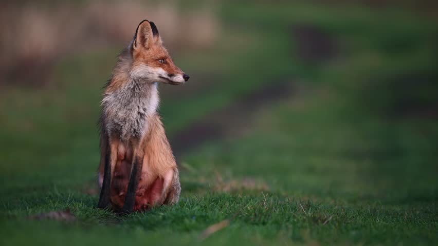 Red fox Vulpes vulpes. A fox on a beautiful background. | Shutterstock HD Video #1104462711