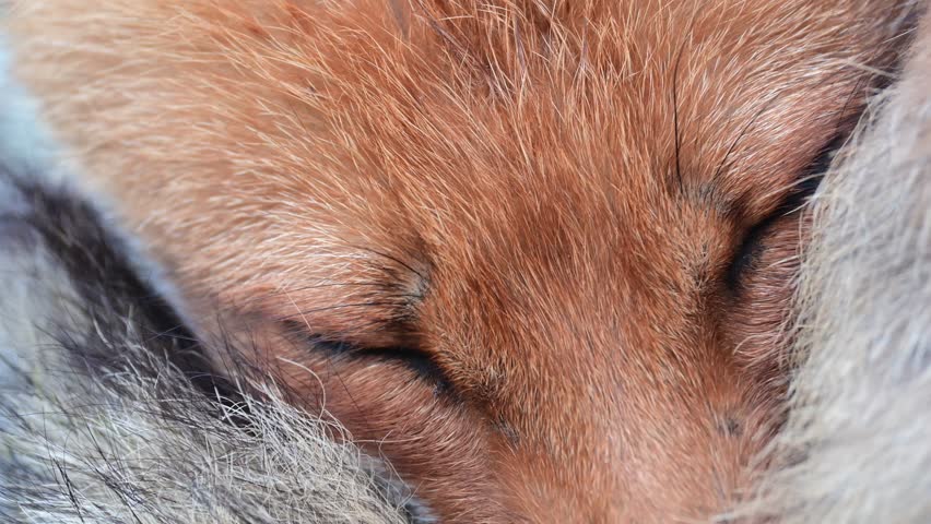 Red fox Vulpes vulpes. Head red fox in the wild. The fox is resting. | Shutterstock HD Video #1104462723