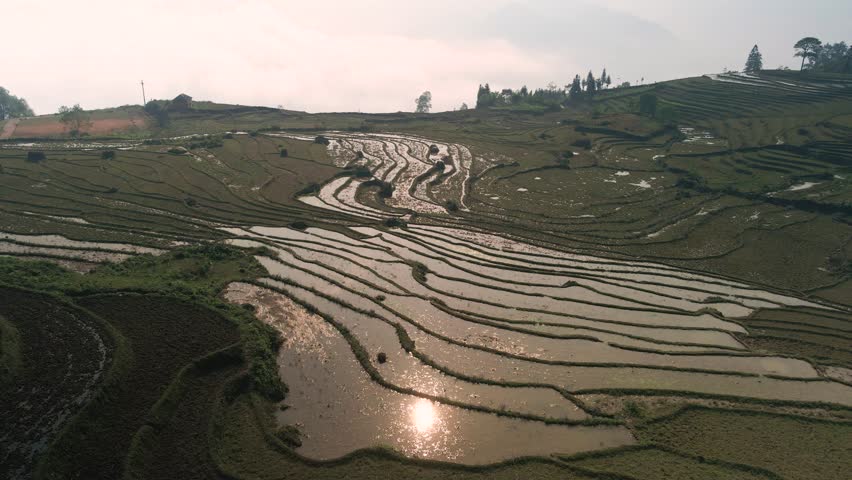 Reflective rice terrace plantation lookin at the horizon during late afternoon glowing sun. Drone fly over abstract curved patchwork landscape of northern Vietnam.